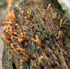 Nectria pseudotrichia
