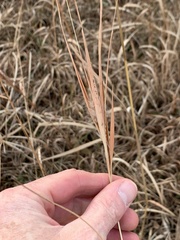 Andropogon gyrans