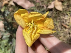 Oenothera stricta