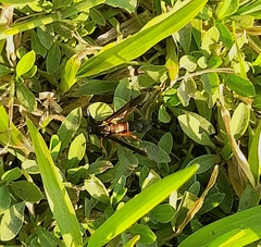 Sesiidae