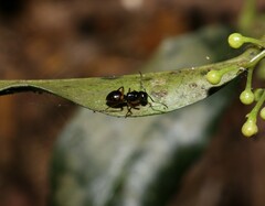 Polyrhachis flavibasis
