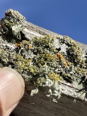 Xanthomendoza hasseana