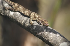 Mokopirirakau granulatus