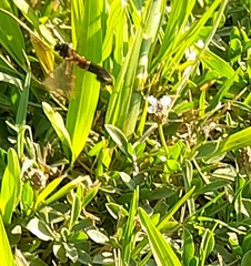 Sesiidae