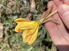Oenothera stricta
