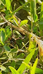 Sesiidae