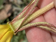 Oenothera stricta