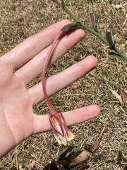 Oenothera stricta