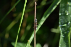 Sciomyzidae