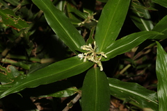 Pollia crispata