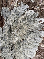 Punctelia caseana