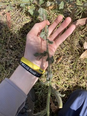 Oenothera stricta