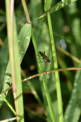 Sciomyzidae