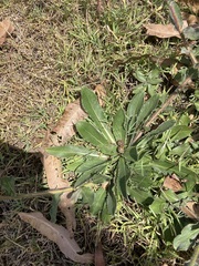 Oenothera stricta