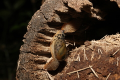 Stanisicarion aquila