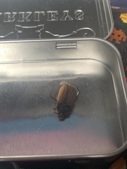 Agrianome spinicollis