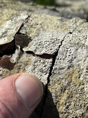 Lecanora caesiorubella