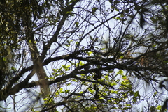 Poecile sclateri