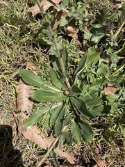 Oenothera stricta