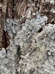 Punctelia caseana
