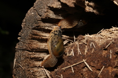 Stanisicarion aquila