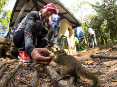 Sundasciurus everetti