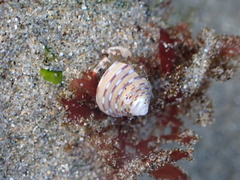 Calliostoma tricolor