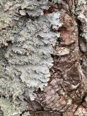 Punctelia caseana