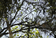 Poecile sclateri