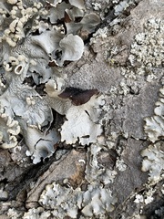 Punctelia caseana
