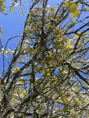 Notothixos subaureus