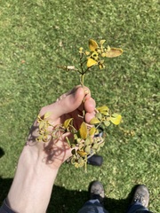 Notothixos subaureus