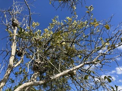 Notothixos subaureus