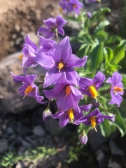 Solanum crispum