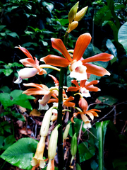 Phaius