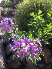 Solanum crispum