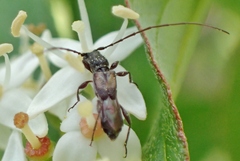 Molorchus bimaculatus
