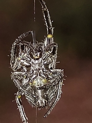 Parawixia bistriata
