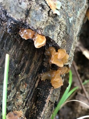 Phaeotremella frondosa