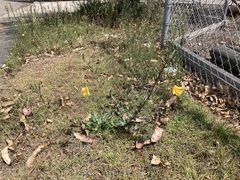 Oenothera stricta
