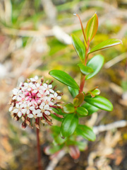 Trachymene saniculifolia