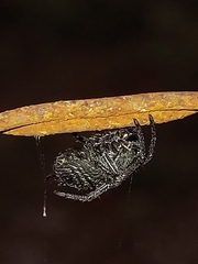 Parawixia bistriata