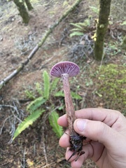Laccaria amethysteo-occidentalis