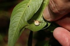 Zygometis xanthogaster