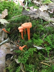 Cantharellus cinnabarinus