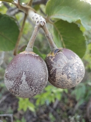 Caryocar brasiliense