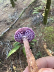 Laccaria amethysteo-occidentalis