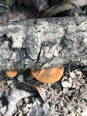 Fuscoporia gilva