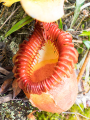 Nepenthes villosa