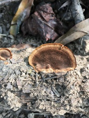 Fuscoporia gilva